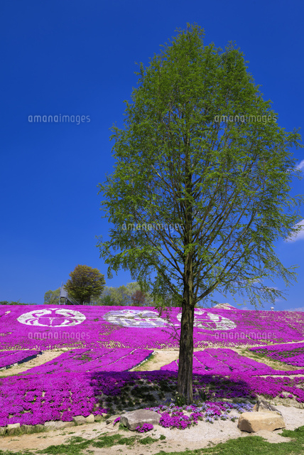 シバザクラ咲く花夢の里
(c)YOSHITSUGU NISHIGAKI/SEBUN PHOTO