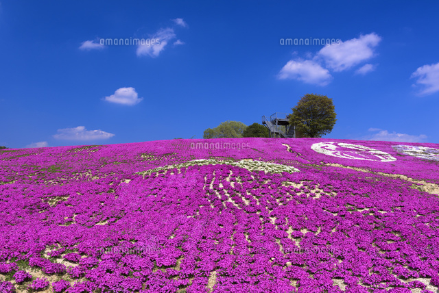 シバザクラ咲く花夢の里
(c)YOSHITSUGU NISHIGAKI/SEBUN PHOTO
