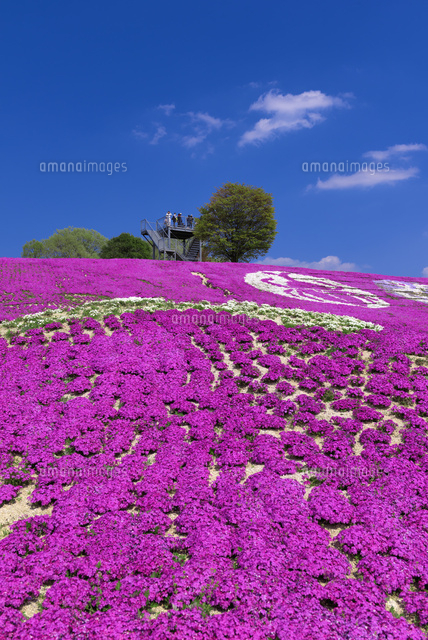 シバザクラ咲く花夢の里
(c)YOSHITSUGU NISHIGAKI/SEBUN PHOTO