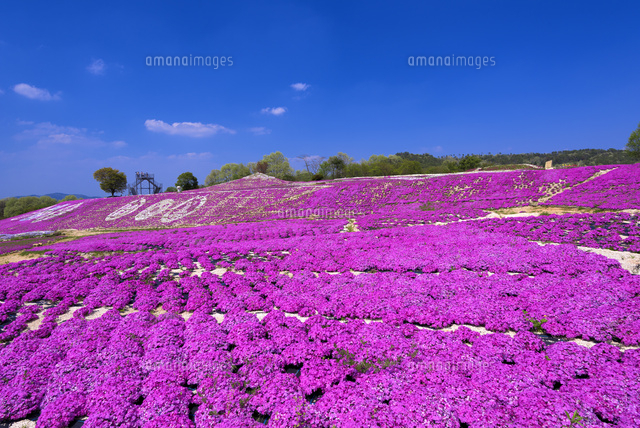 シバザクラ咲く花夢の里
(c)YOSHITSUGU NISHIGAKI/SEBUN PHOTO