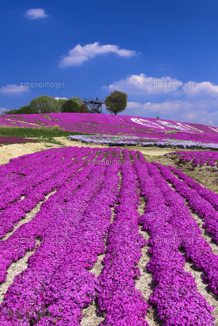 シバザクラ咲く花夢の里
(c)YOSHITSUGU NISHIGAKI/SEBUN PHOTO