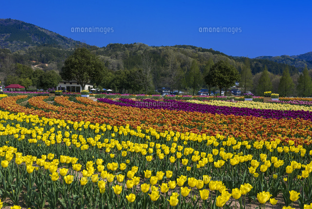 チューリップ咲く世羅高原農場
(c)YOSHITSUGU NISHIGAKI/SEBUN PHOTO