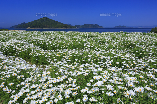 マーガレットと粟島
(c)YOSHITSUGU NISHIGAKI/SEBUN PHOTO