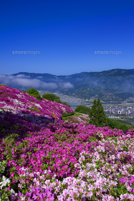 ツツジ咲く冨士山公園
(c)YOSHITSUGU NISHIGAKI/SEBUN PHOTO