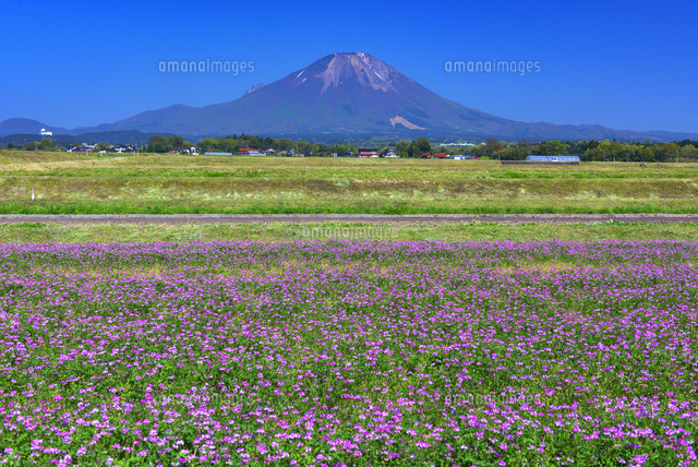 レンゲ畑と大山
(c)YOSHITSUGU NISHIGAKI/SEBUN PHOTO