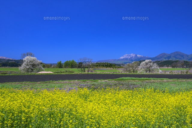 菜の花咲く蒜山高原と大山
(c)YOSHITSUGU NISHIGAKI/SEBUN PHOTO