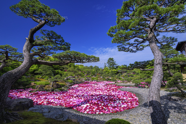 ボタン咲く由志園
(c)YOSHITSUGU NISHIGAKI/SEBUN PHOTO