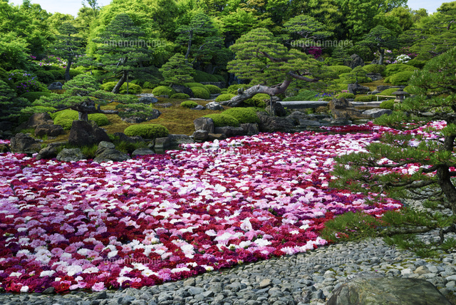 ボタン咲く由志園
(c)YOSHITSUGU NISHIGAKI/SEBUN PHOTO