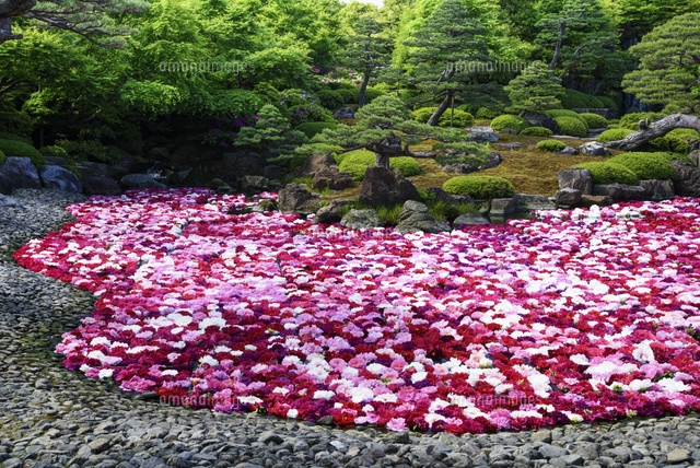 ボタン咲く由志園
(c)YOSHITSUGU NISHIGAKI/SEBUN PHOTO