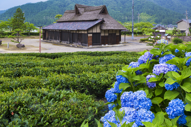 アジサイと谷口家住宅
(c)YOSHITSUGU NISHIGAKI/SEBUN PHOTO