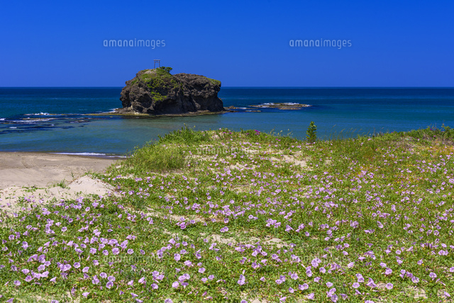 ハマヒルガオと白兎海岸
(c)YOSHITSUGU NISHIGAKI/SEBUN PHOTO