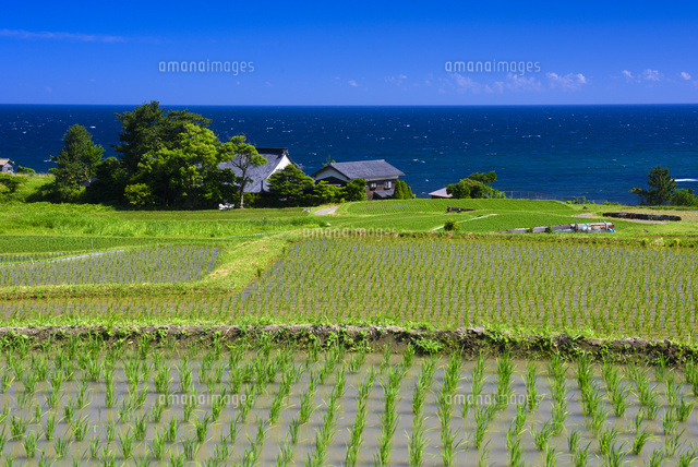 袖志の棚田
(c)YOSHITSUGU NISHIGAKI/SEBUN PHOTO