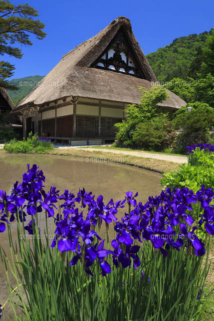 アヤメ咲く白川郷
(c)YOSHITSUGU NISHIGAKI/SEBUN PHOTO