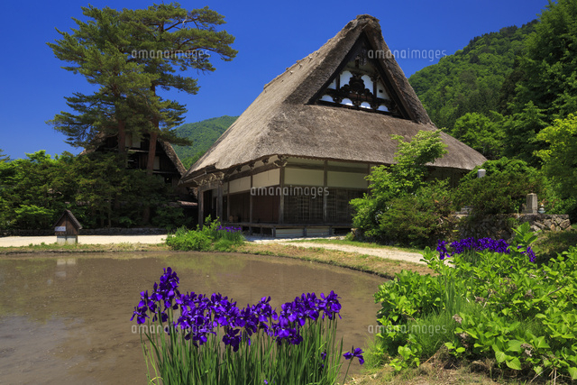 アヤメ咲く白川郷
(c)YOSHITSUGU NISHIGAKI/SEBUN PHOTO