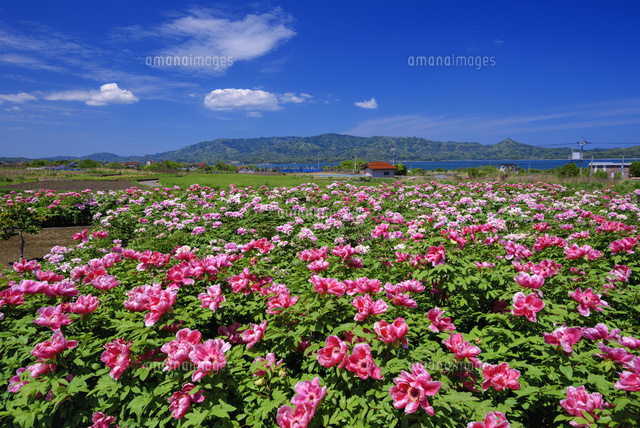 ボタン咲く大根島
(c)YOSHITSUGU NISHIGAKI/SEBUN PHOTO