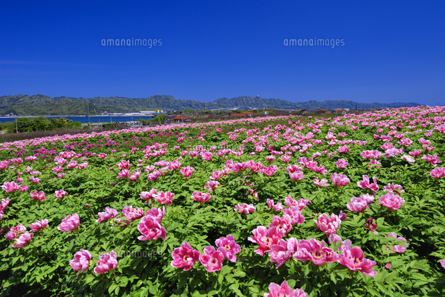 ボタン咲く大根島
(c)YOSHITSUGU NISHIGAKI/SEBUN PHOTO