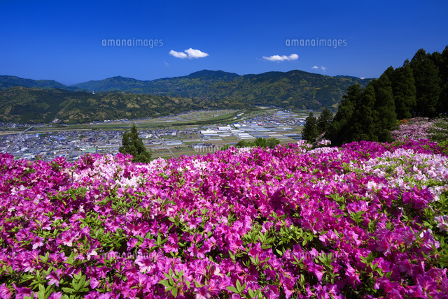 ツツジ咲く冨士山公園
(c)YOSHITSUGU NISHIGAKI/SEBUN PHOTO