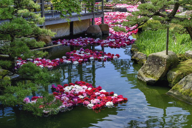 ボタン咲く由志園
(c)YOSHITSUGU NISHIGAKI/SEBUN PHOTO