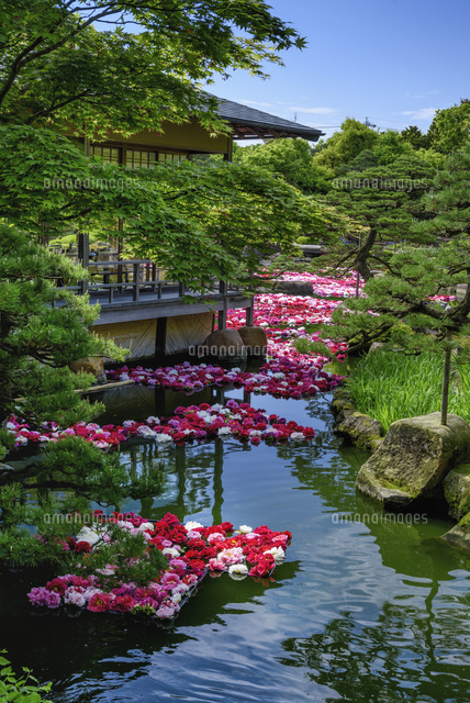 ボタン咲く由志園
(c)YOSHITSUGU NISHIGAKI/SEBUN PHOTO