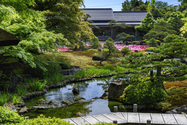ボタン咲く由志園
(c)YOSHITSUGU NISHIGAKI/SEBUN PHOTO
