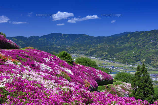ツツジ咲く冨士山公園
(c)YOSHITSUGU NISHIGAKI/SEBUN PHOTO