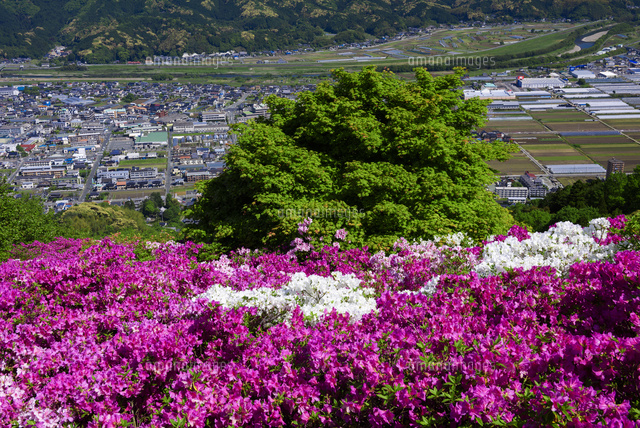 ツツジ咲く冨士山公園
(c)YOSHITSUGU NISHIGAKI/SEBUN PHOTO