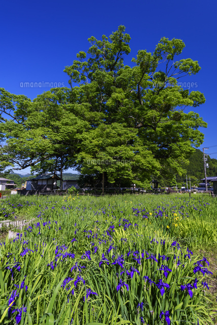 野間の大ケヤキ
(c)YOSHITSUGU NISHIGAKI/SEBUN PHOTO