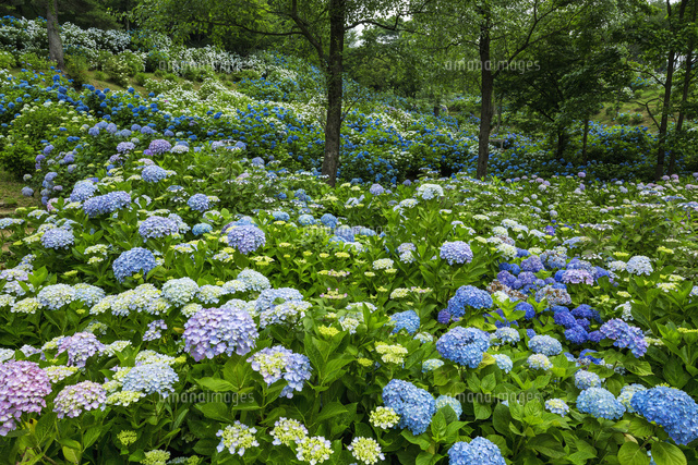 紫陽花咲く舞鶴自然文化園
(c)YOSHITSUGU NISHIGAKI/SEBUN PHOTO