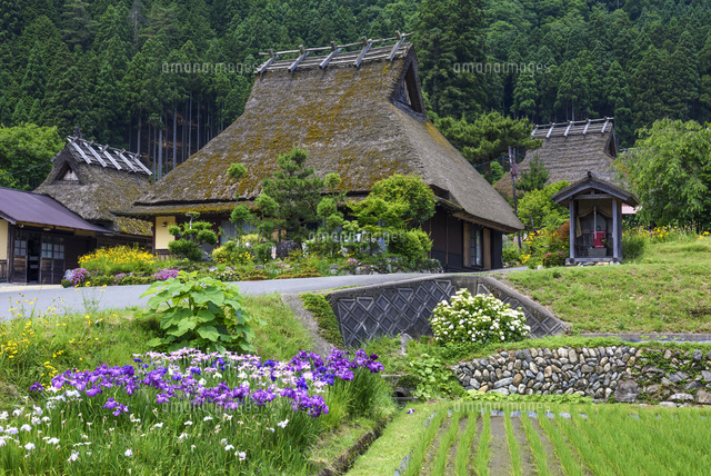 花菖蒲咲くかやぶきの里
(c)YOSHITSUGU NISHIGAKI/SEBUN PHOTO