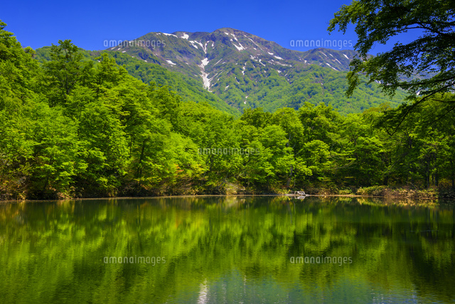 新緑の苅込池と白山
(c)YOSHITSUGU NISHIGAKI/SEBUN PHOTO