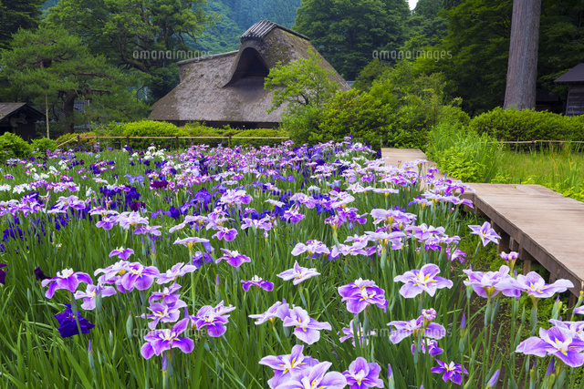花菖蒲咲く坪川家住宅
(c)YOSHITSUGU NISHIGAKI/SEBUN PHOTO