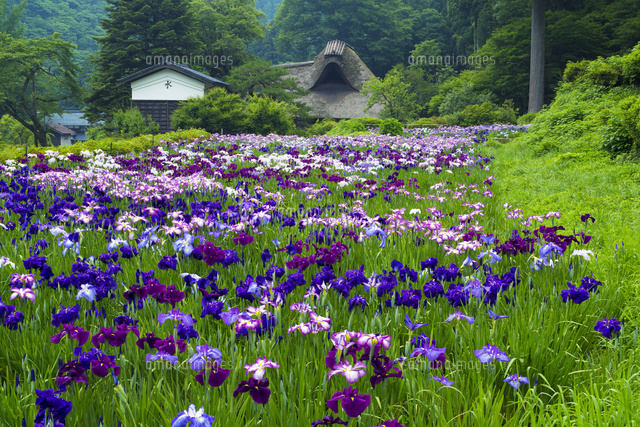 花菖蒲咲く坪川家住宅
(c)YOSHITSUGU NISHIGAKI/SEBUN PHOTO