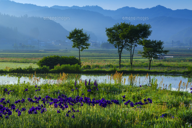 アヤメ咲く朝の白馬村
(c)YOSHITSUGU NISHIGAKI/SEBUN PHOTO