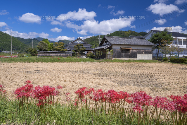 彼岸花咲く丹波篠山
(c)YOSHITSUGU NISHIGAKI/SEBUN PHOTO