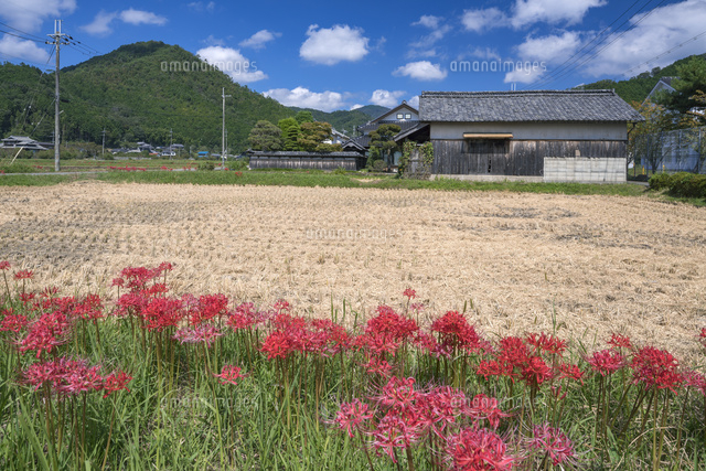 彼岸花咲く丹波篠山
(c)YOSHITSUGU NISHIGAKI/SEBUN PHOTO