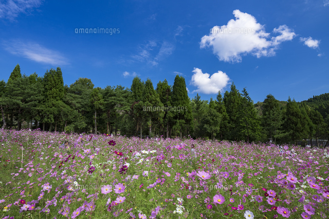 とよのコスモスの里
(c)YOSHITSUGU NISHIGAKI/SEBUN PHOTO