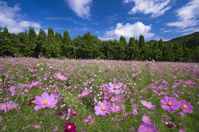 とよのコスモスの里
(c)YOSHITSUGU NISHIGAKI/SEBUN PHOTO