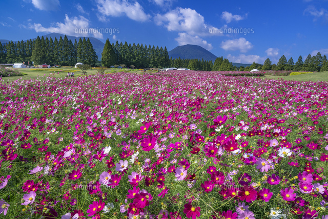 コスモス咲く生駒高原
(c)YOSHITSUGU NISHIGAKI/SEBUN PHOTO
