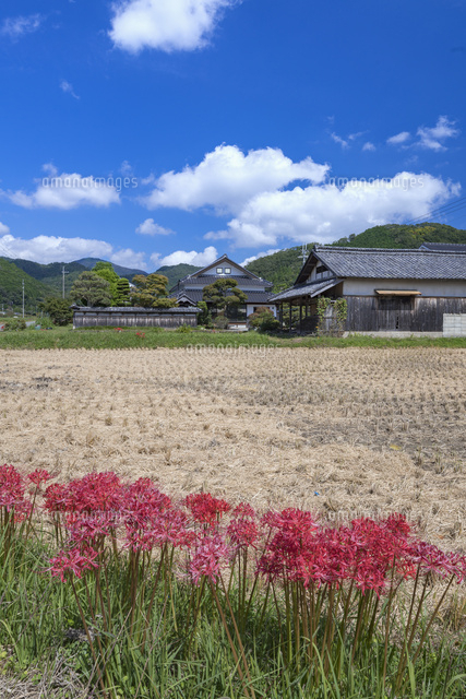 彼岸花咲く丹波篠山
(c)YOSHITSUGU NISHIGAKI/SEBUN PHOTO