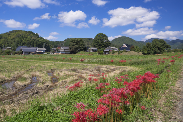彼岸花咲く丹波篠山
(c)YOSHITSUGU NISHIGAKI/SEBUN PHOTO