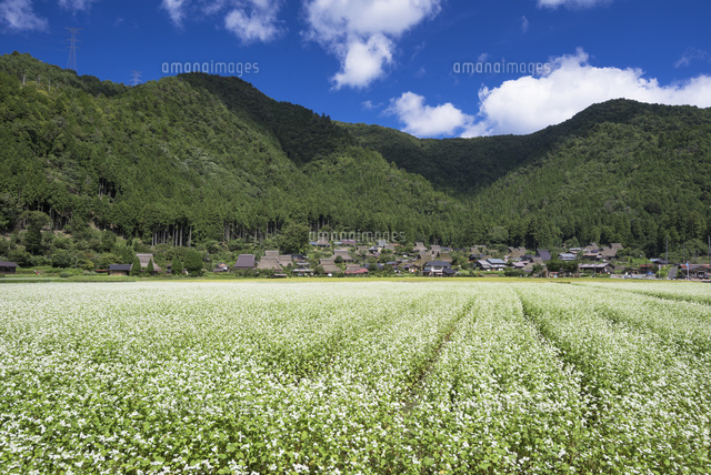 ソバの花咲く美山かやぶきの里
(c)YOSHITSUGU NISHIGAKI/SEBUN PHOTO