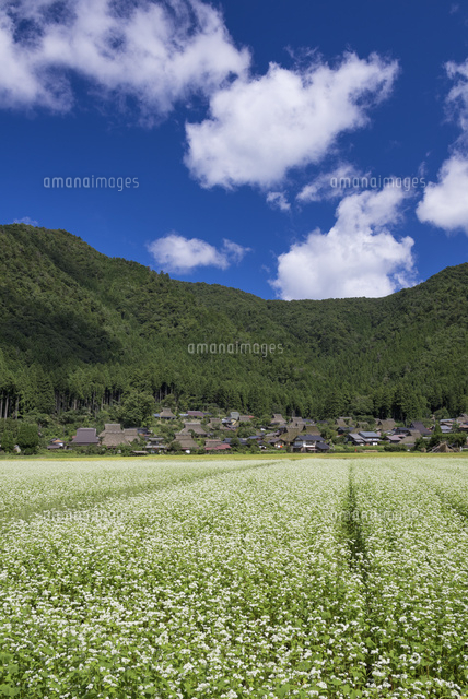 ソバの花咲く美山かやぶきの里
(c)YOSHITSUGU NISHIGAKI/SEBUN PHOTO