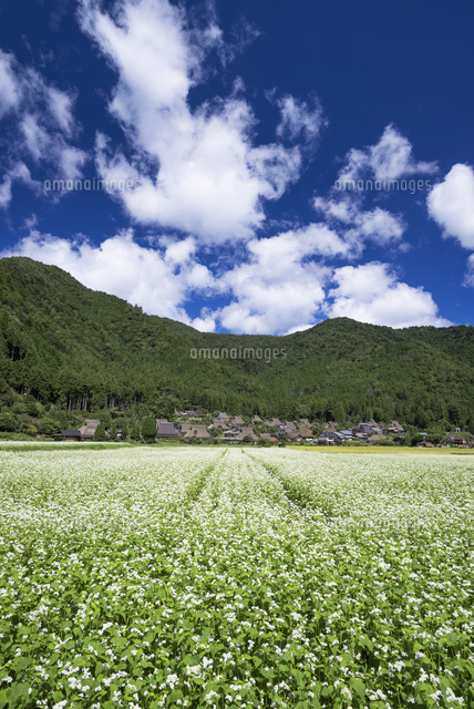 ソバの花咲く美山かやぶきの里
(c)YOSHITSUGU NISHIGAKI/SEBUN PHOTO