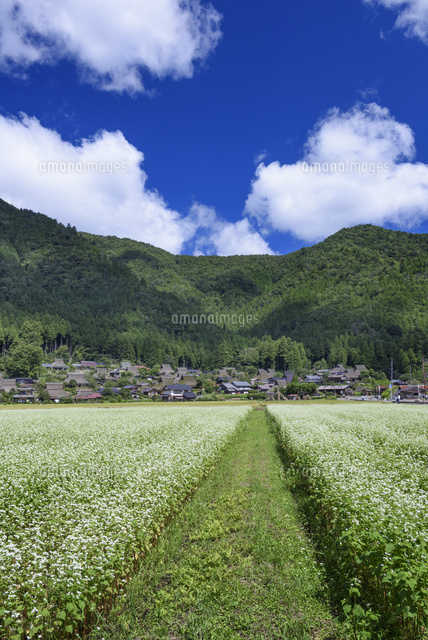 ソバの花咲く美山かやぶきの里
(c)YOSHITSUGU NISHIGAKI/SEBUN PHOTO