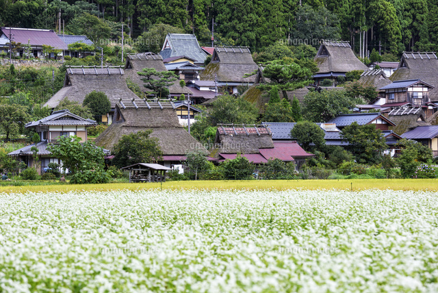 ソバの花咲く美山かやぶきの里
(c)YOSHITSUGU NISHIGAKI/SEBUN PHOTO