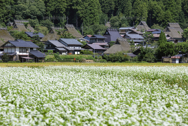 ソバの花咲く美山かやぶきの里
(c)YOSHITSUGU NISHIGAKI/SEBUN PHOTO