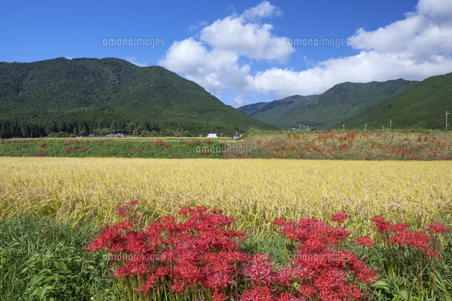 彼岸花咲く田園と千ヶ峰
(c)YOSHITSUGU NISHIGAKI/SEBUN PHOTO