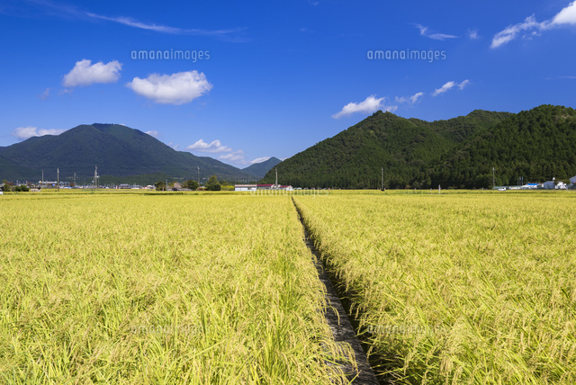 山田錦の田園
(c)YOSHITSUGU NISHIGAKI/SEBUN PHOTO