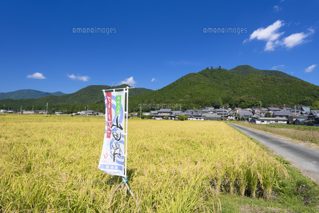 山田錦の田園
(c)YOSHITSUGU NISHIGAKI/SEBUN PHOTO
