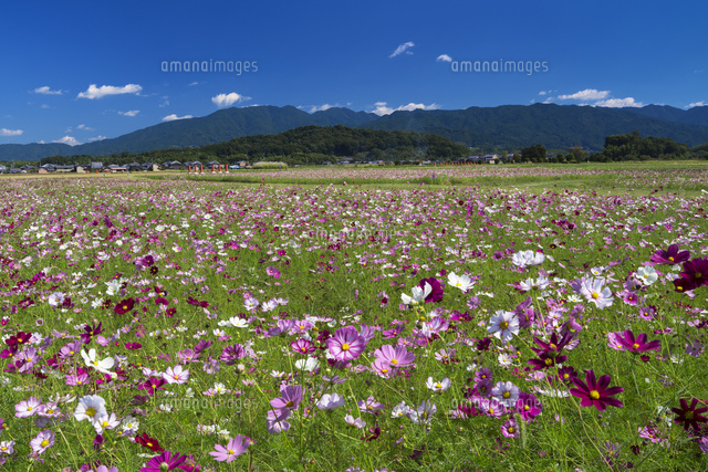 コスモス咲く藤原宮跡
(c)YOSHITSUGU NISHIGAKI/SEBUN PHOTO